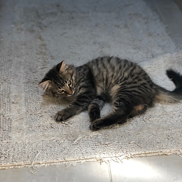 Meet your Posher, Lizz - Picture 1 of 1